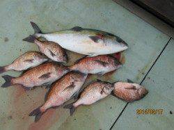 【17日】田井観光フィッシングでメジロ&マダイ