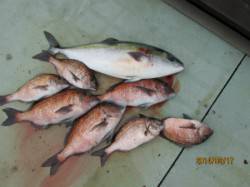 【17日】田井観光フィッシングでメジロ&a…