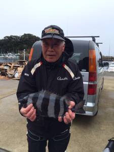 コレバイでグレの他にも石鯛上がりました☆