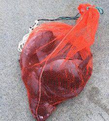 コレバイでグレの他にも石鯛上がりました☆