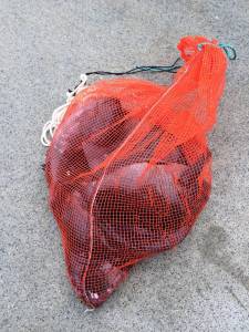 コレバイでグレの他にも石鯛上がりました☆