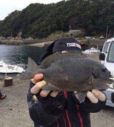 湾内磯で真鯛釣れています！他グレ釣果