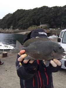 湾内磯で真鯛釣れています！他グレ釣果