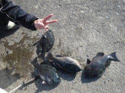 双子の親・沖の赤島ともにグレ釣れてボウズなし！