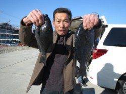 地のカンゴメにて腹ボテのグレ釣れました