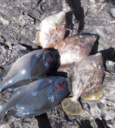 地のカンゴメにて腹ボテのグレ釣れました