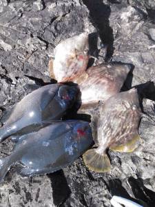 地のカンゴメにて腹ボテのグレ釣れました