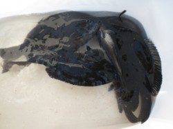 喰い渋い中でのグレ釣果　串本の磯フカセ