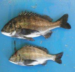 小橋磯でチヌの釣果