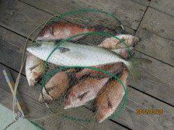 田井の釣り堀、マダイ・メジロ放流中