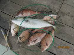 田井の釣り堀、マダイ・メジロ放流中