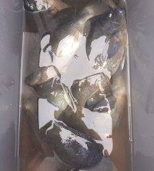 萩尾の磯グレ、下り潮で活性上がってました