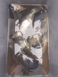 萩尾の磯グレ、下り潮で活性上がってました