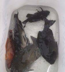 萩尾の磯グレ、下り潮で活性上がってました