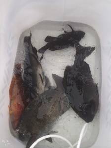 萩尾の磯グレ、下り潮で活性上がってました