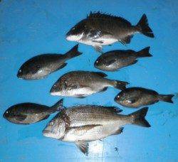 日引磯でチヌ51cm! ほかグレも釣れてます