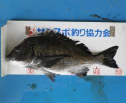 日引磯でチヌ５１cm！ ほかグレも釣れてま…