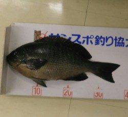 日引磯でグレ3匹とチヌ2匹の釣果