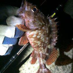 姫路エリアでロックフィッシュ狙い。。。強風で退散(*_*;