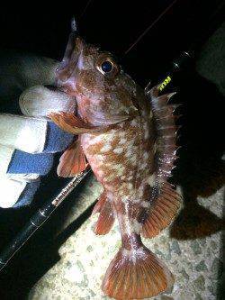 姫路エリアでロックフィッシュ狙い。。。強風で退散(*_*;