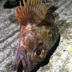 姫路エリアでロックフィッシュ狙い。。。強風で退散(*_*;