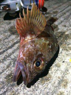 姫路エリアでロックフィッシュ狙い。。。強風で退散(*_*;