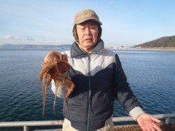 須磨海釣り公園、今日もマダコが釣れています