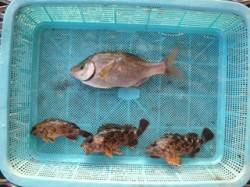 須磨海釣り公園、胴突きでウミタナゴ＆ガシラ…