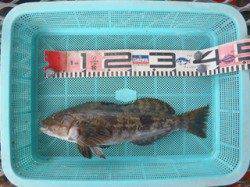 須磨海づり公園、落とし込みでポン級アイナメ