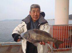 須磨海づり公園、落とし込みで良型チヌ♪