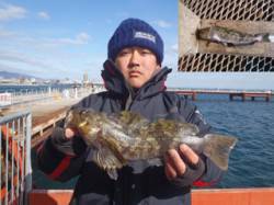 もう少しで40cm！アイナメの記録賞 in…