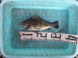 流し釣りでメバル25cm　須磨海づり公園