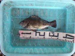 流し釣りでメバル25cm　須磨海づり公園