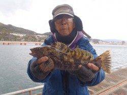 須磨海釣り公園　落とし込みでアイナメ35cmオーバー