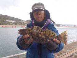 須磨海釣り公園　落とし込みでアイナメ35c…