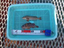 須磨海づり公園 ウキ流し釣りでアイナメとガ…