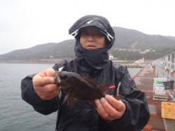 須磨海づり公園、落し込みでメバルの釣果