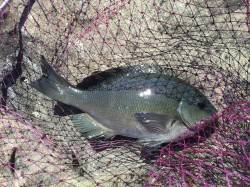 白浜周辺でフカセ釣り、グレとアイゴの釣果