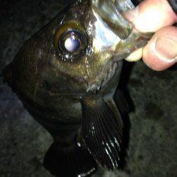 おのころ愛ランド周辺で表層狙いのメバリング