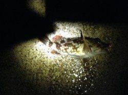 阿納～犬熊　エギングは突風で断念　メバリングでメバル＆ガシラ