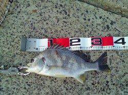 一昨日の寒さで食い浅い中エビ撒きでキビレ