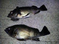 加太漁港、夜のメバル釣りに行ってきました