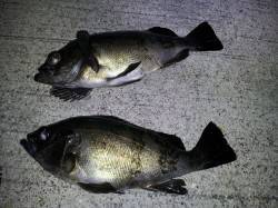 加太漁港、夜のメバル釣りに行ってきました