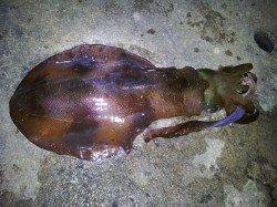 白浜周辺ヤエン。1kgくらいのアオリが多かった