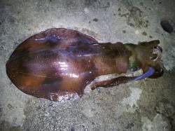 白浜周辺ヤエン。1kgくらいのアオリが多か…