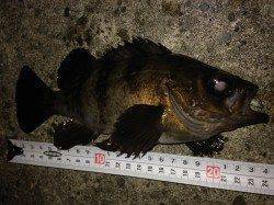 おのころ愛ランド周辺で表層狙いのメバリング