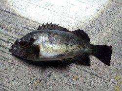 加太漁港、夜のメバル釣りに行ってきました