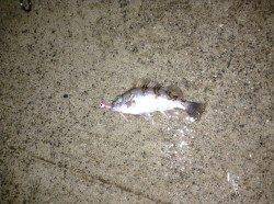 阿納～犬熊　エギングは突風で断念　メバリングでメバル＆ガシラ