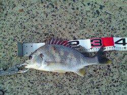 一昨日の寒さで食い浅い中エビ撒きでキビレ