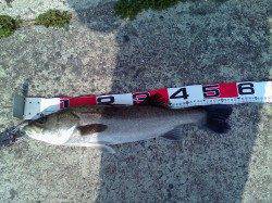 エビ撒きでハネ・キビレ〜活性あがっていて楽しめました♪